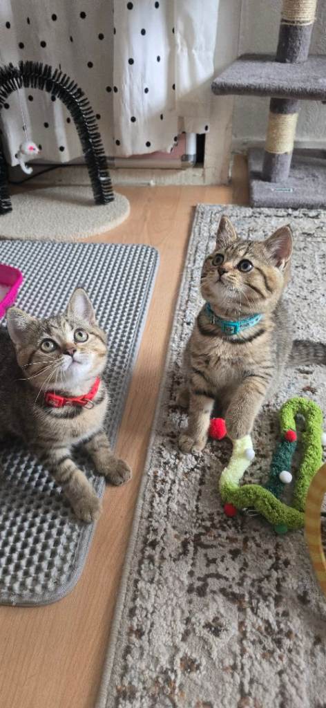 Ready for a new 🏡❤️Beautiful British kittens