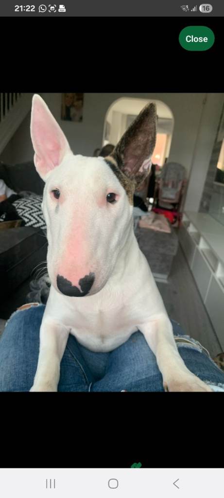 Kc English bull terrier 