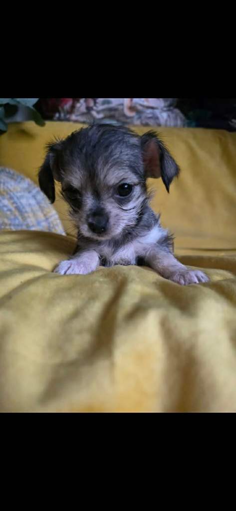 Lush Mixed puppies 
