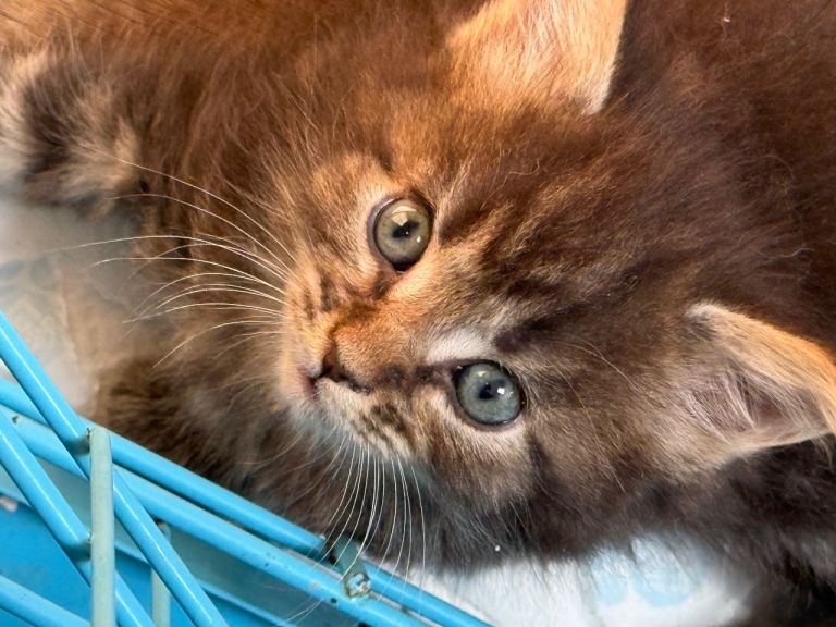 Ragcoon kittens
