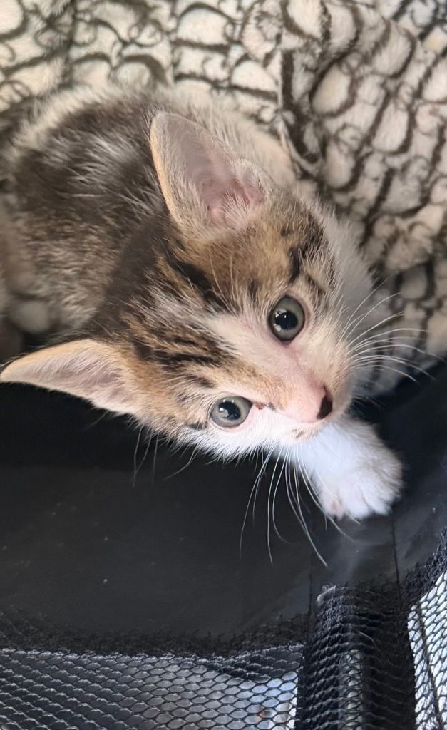 Kittens for sale ready to go mid November 
