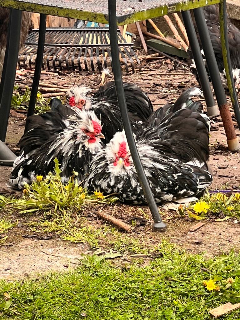 Roosters pekin x silkie 