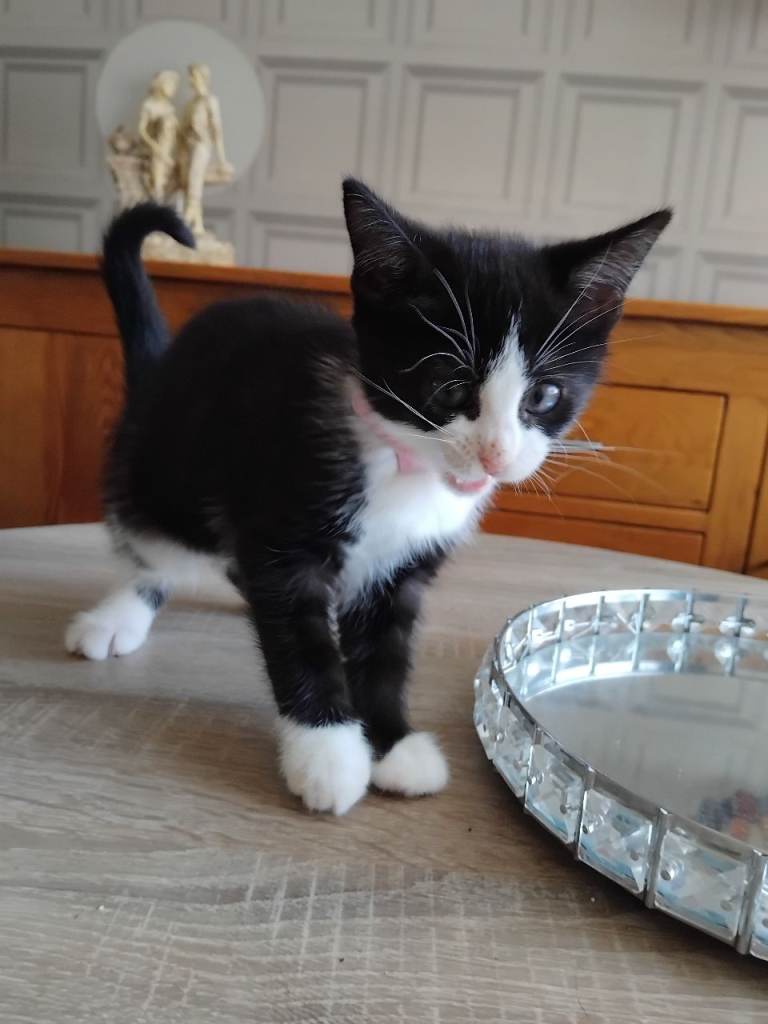 Two female kittens for sale