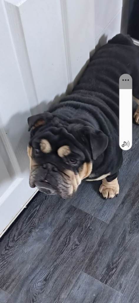 Beautiful loving Male Bulldog