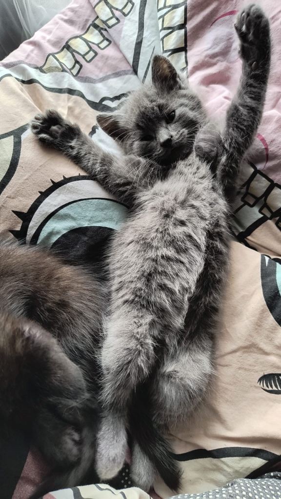Kittens 