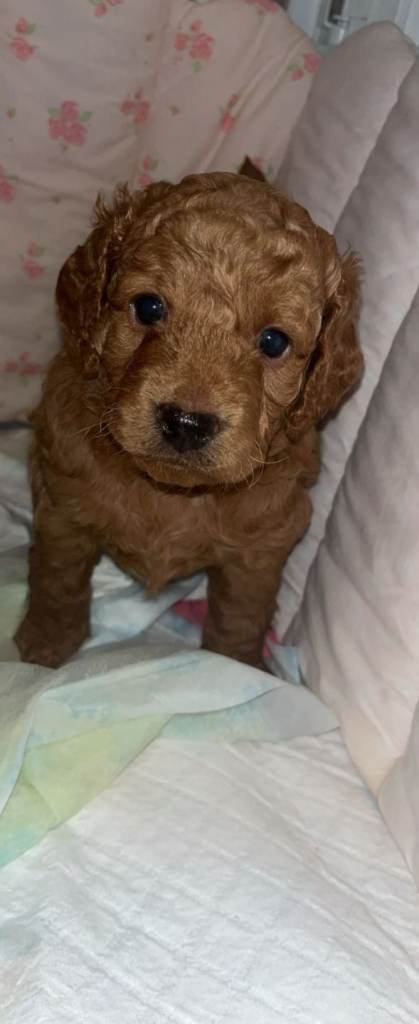 1 Boy Miniature F3 cockapoo 