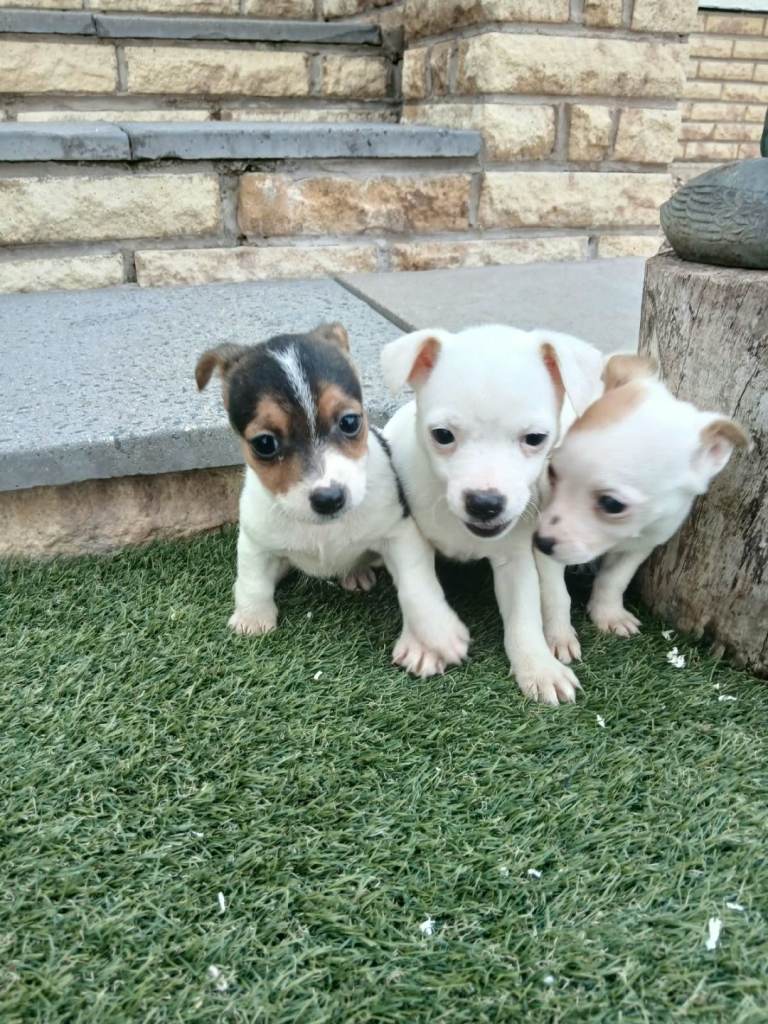Jack russell puppies 