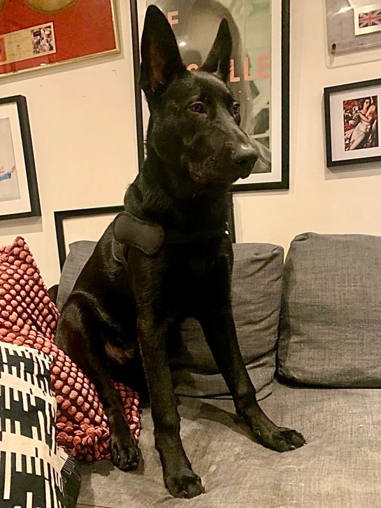 Handsome 10‑Month‑Old Male Black Belgian Malinois - KC Regiatered 