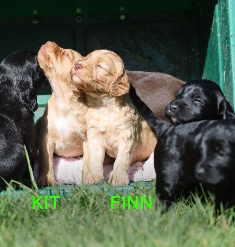 Labradoodle / cocker spaniel puppies (Australian labradoodle)