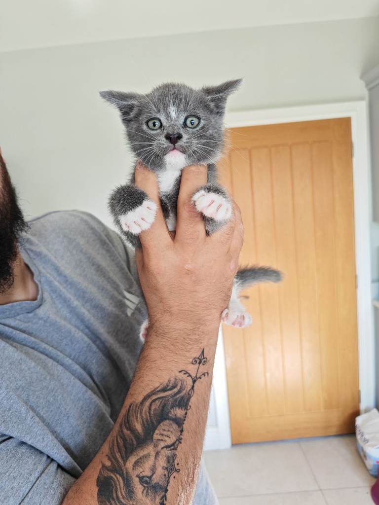 Adorable kittens 