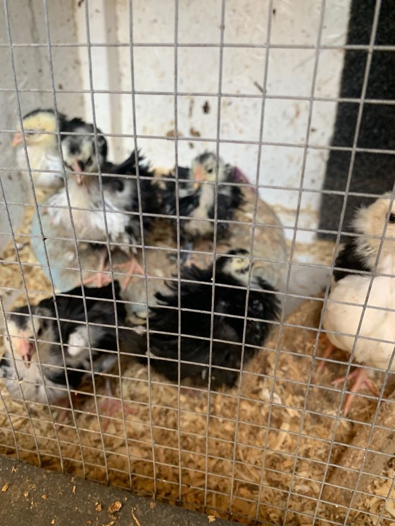 Cross bantams 