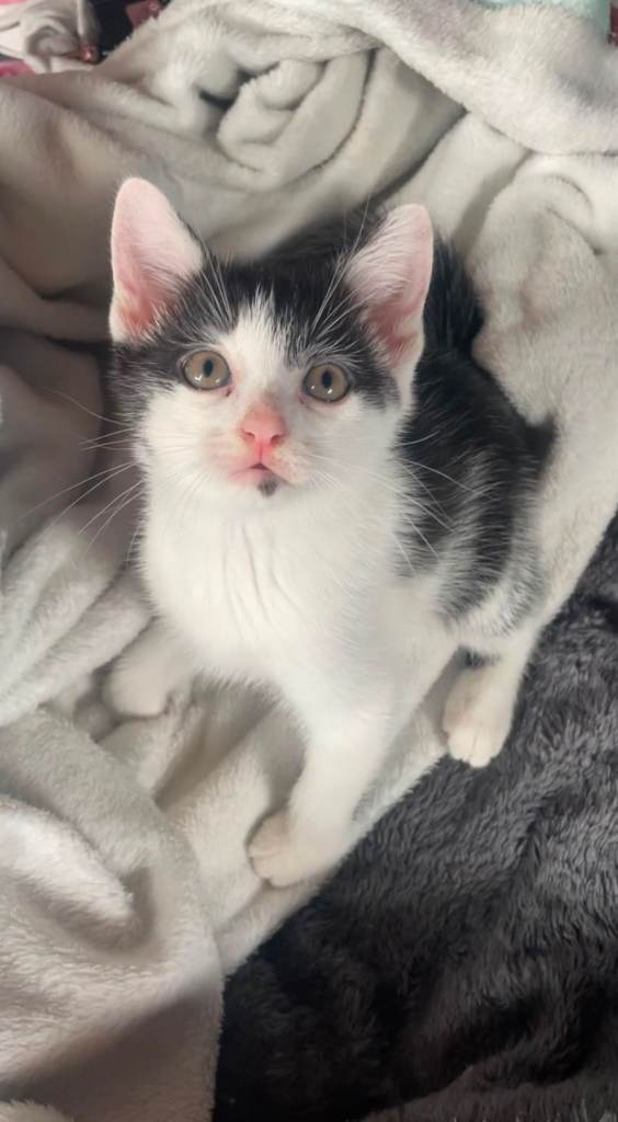 Kittens ready now