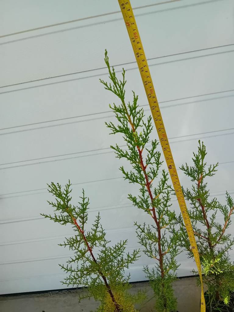 Cypressus  Sempervirens Totem evergreen garden tree plants