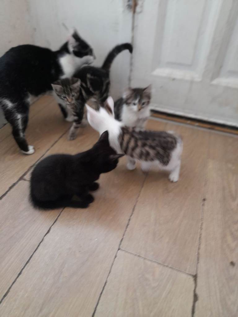 5 beautiful kittens ready to go 