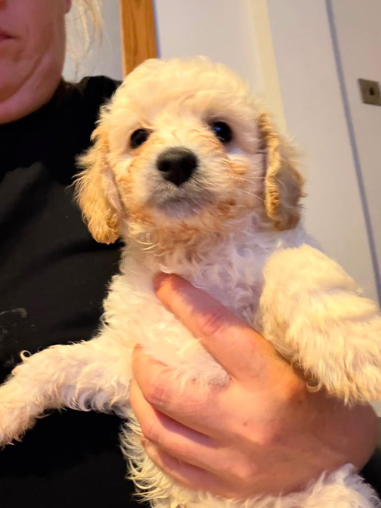 Stunning cavapoo puppies 