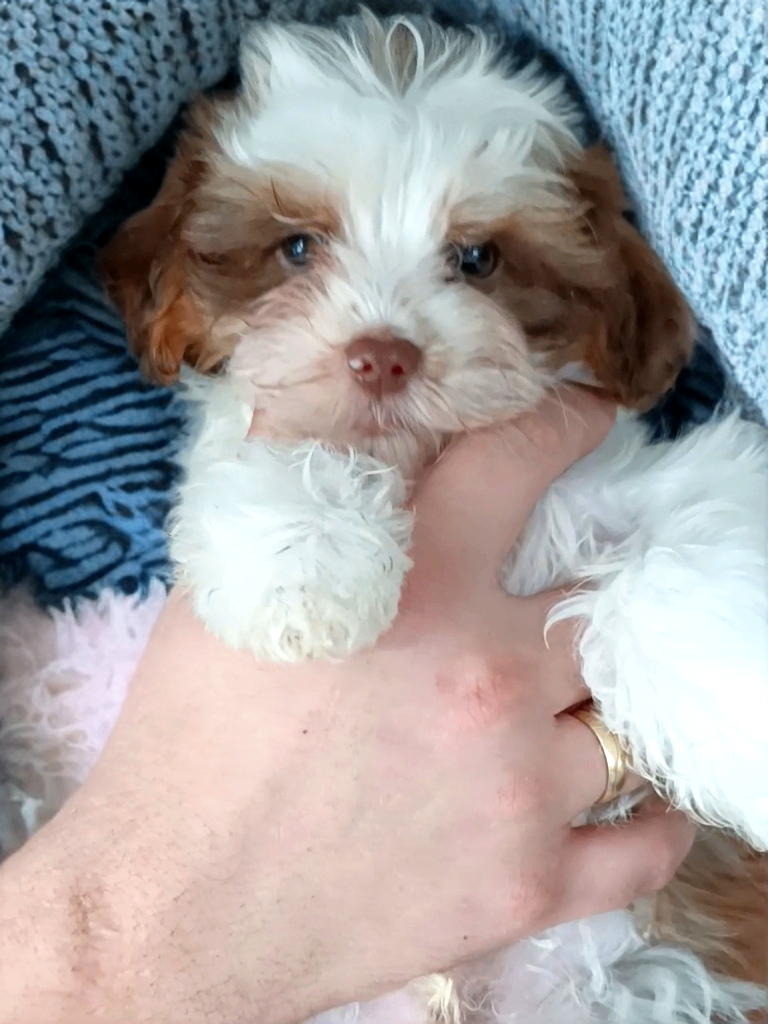 Colorfull Yorkshire terrier 