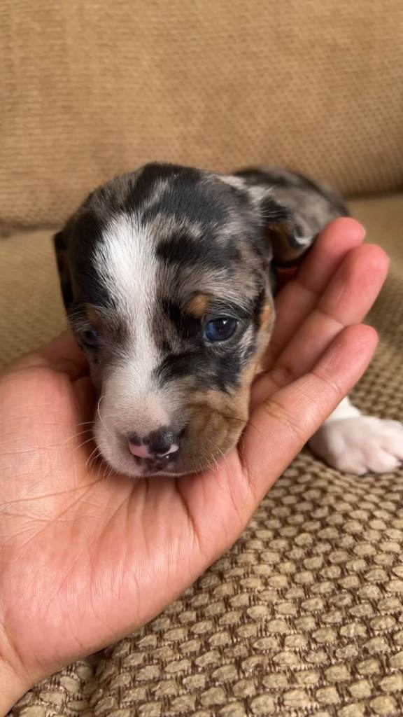 Puppy  miniature  tekel 
