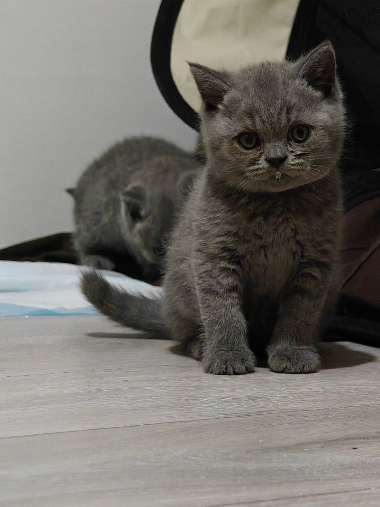 Beautiful British Shorthair Kittens – Family Raised – 7 Weeks Old - Ready Soon
