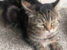 PERSIAN RAGDOLL CROSS 9 YEARS OLD