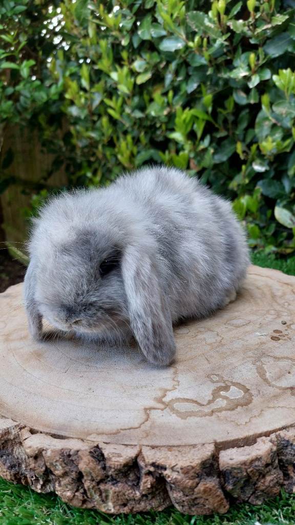 Mini lop baby rabbits 