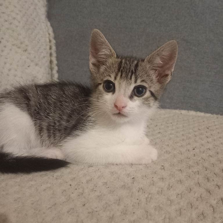 Male kitten open to offers