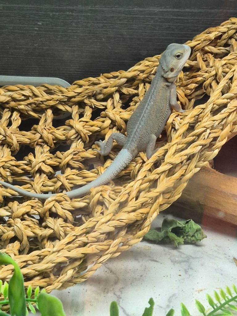 Bearded dragon 