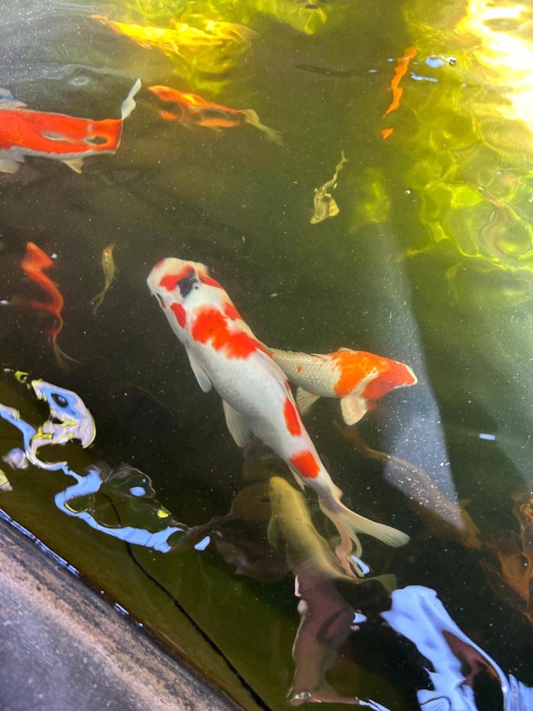 Koi fish all sizes available 