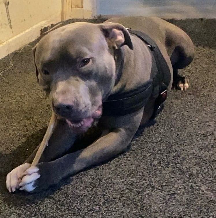 18 months old blue staffy cross for sale 