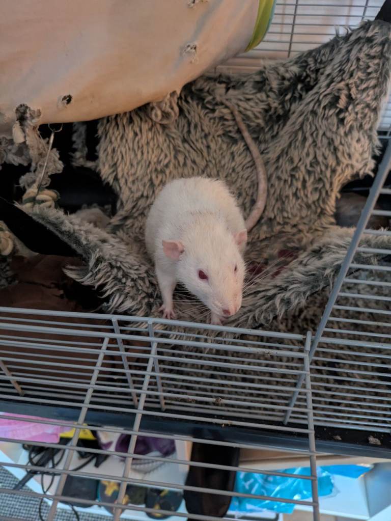 image for Rat cage with 2 rats