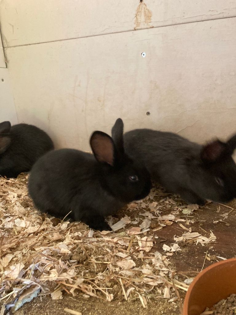 Purebred Continental giants 