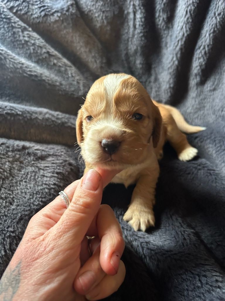 Kc registered cocker spaniel puppies 