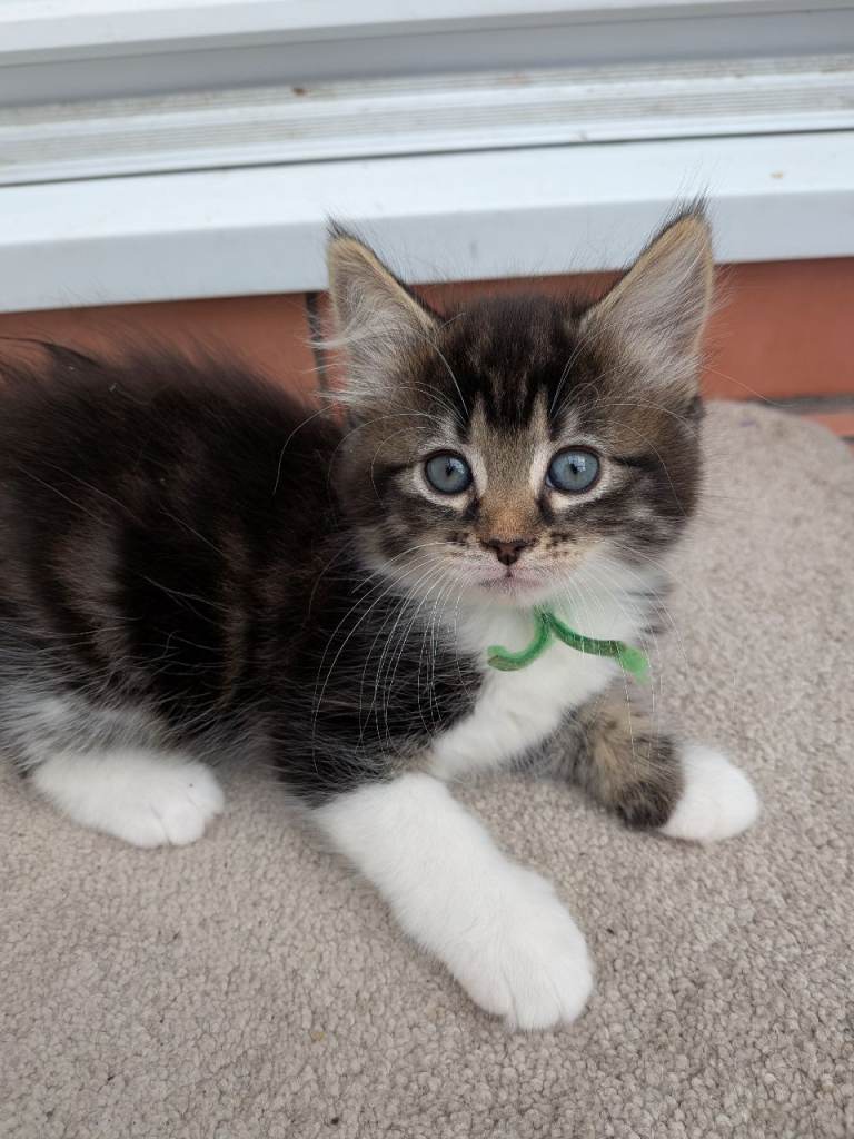 Kittens 