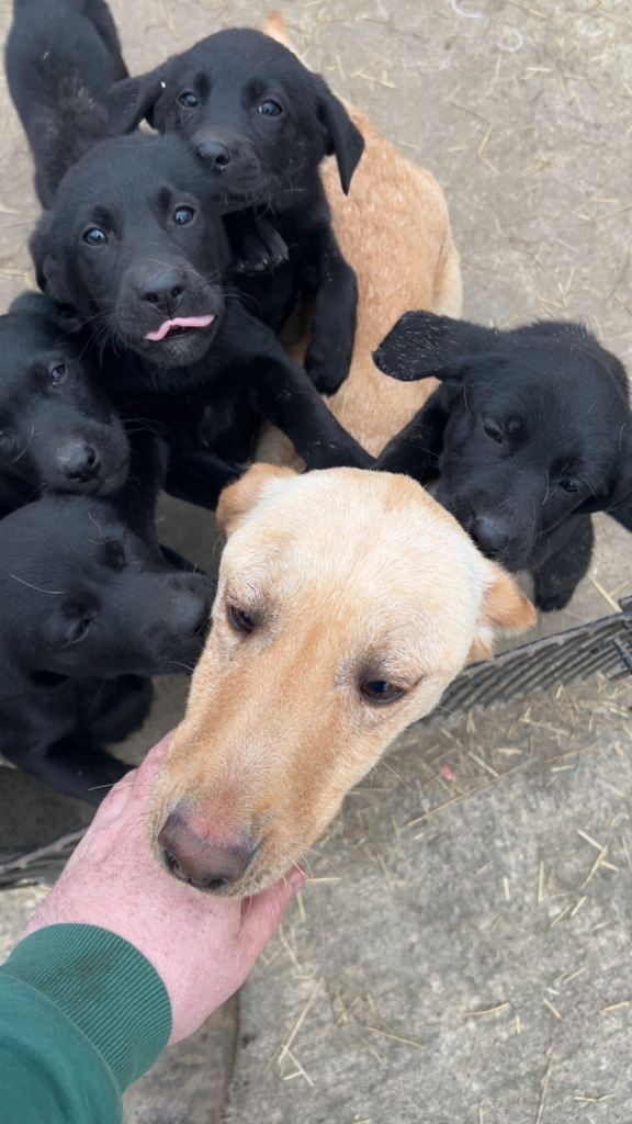 Black Labrador pups
