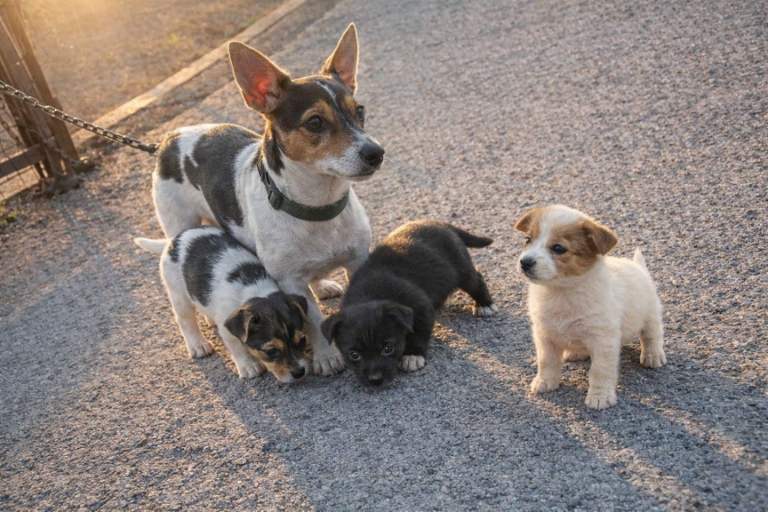 Stunning jrt pups