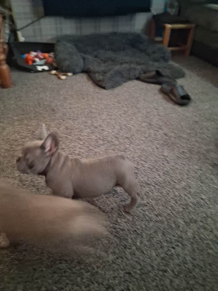 French bulldogs 