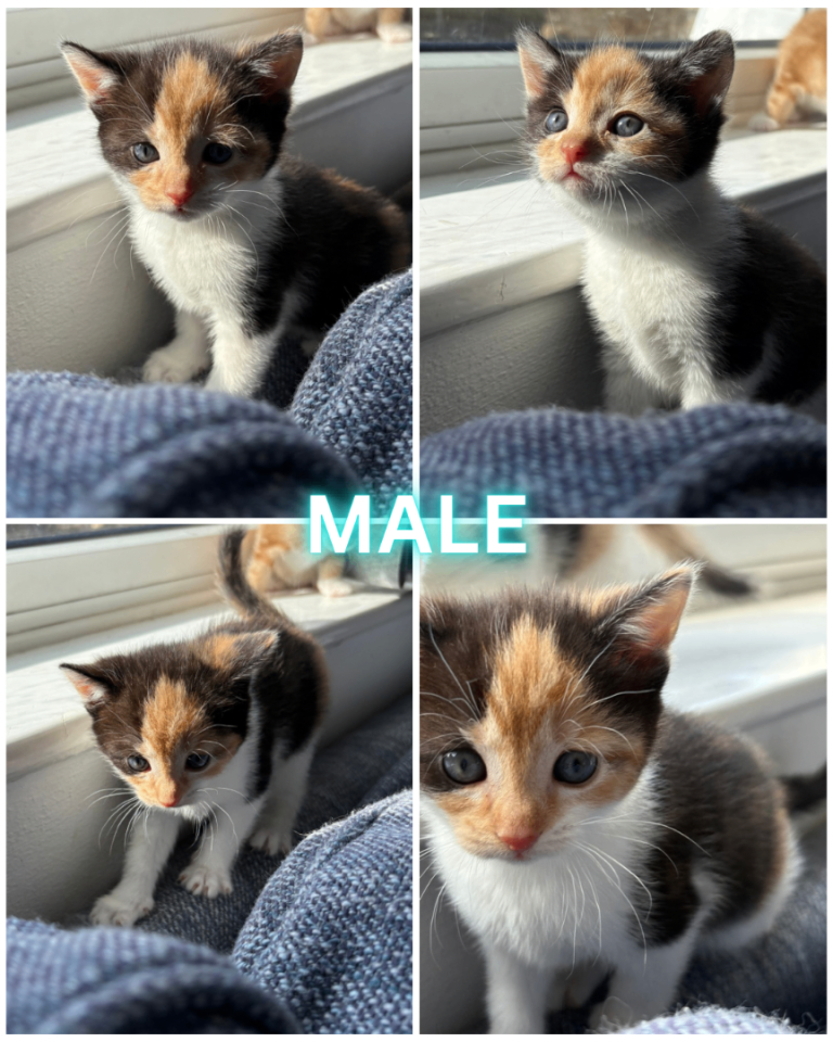 1 Male Kittens left 