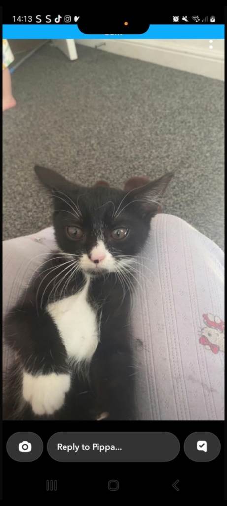Kittens 