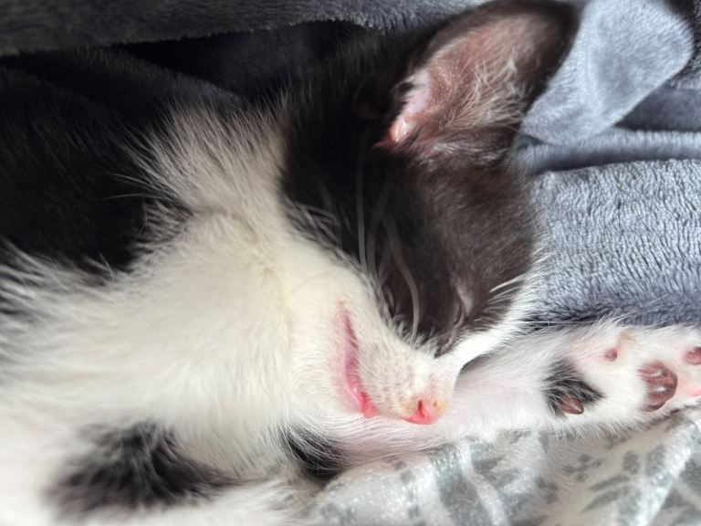 Kitten
