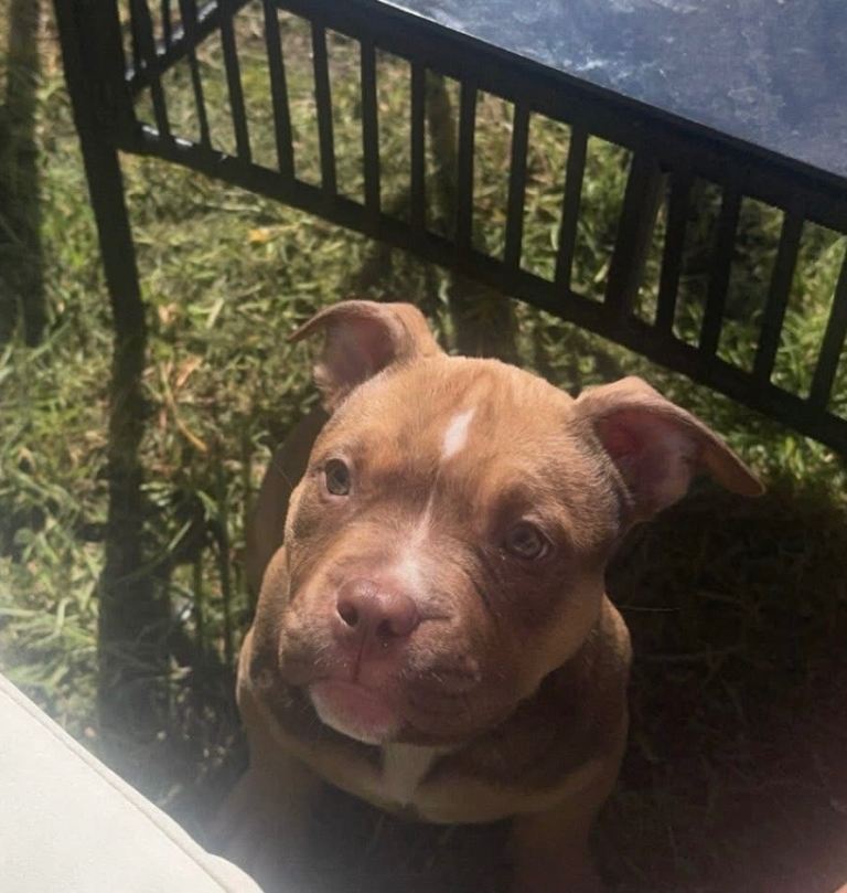 Micro bully for sale