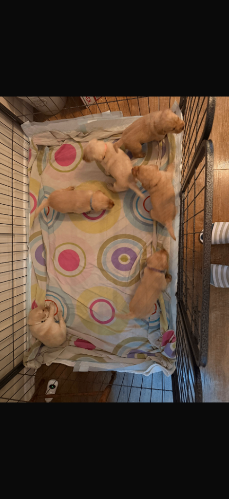 Labrador retriever puppies 