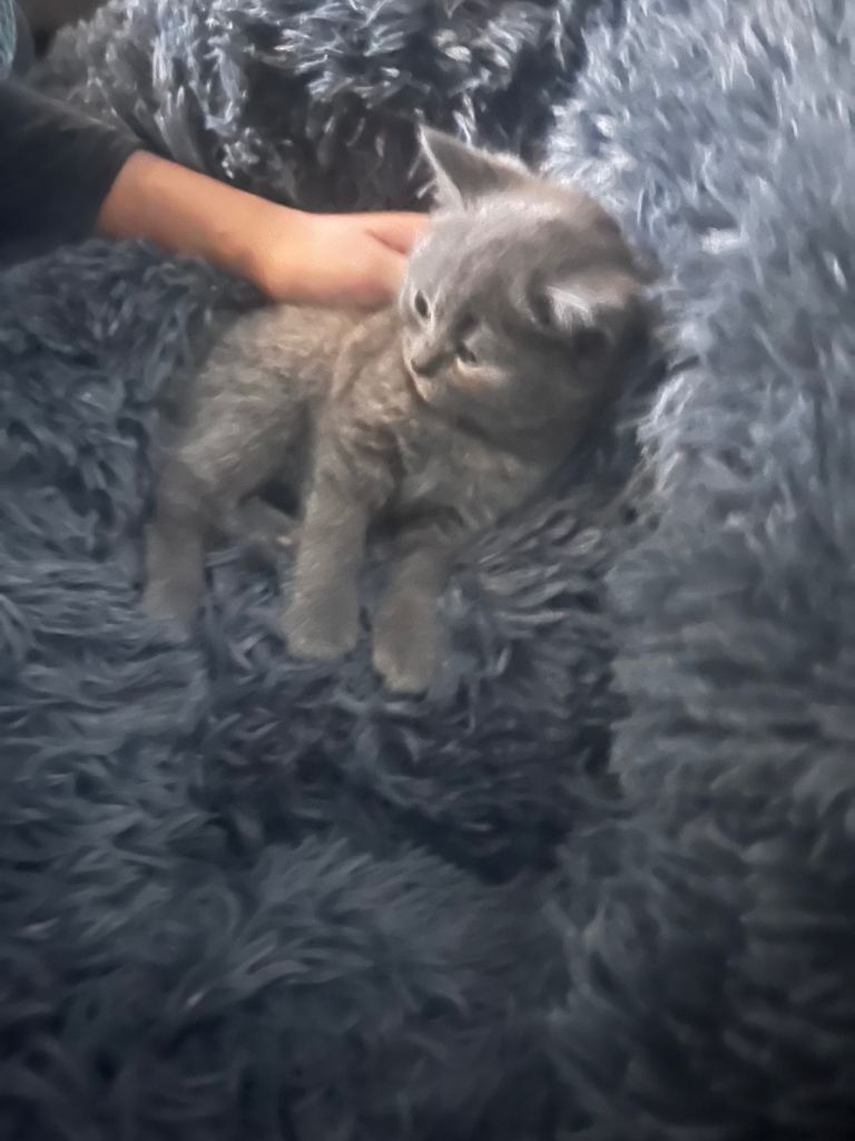 BSH kitten male to rehome ASAP