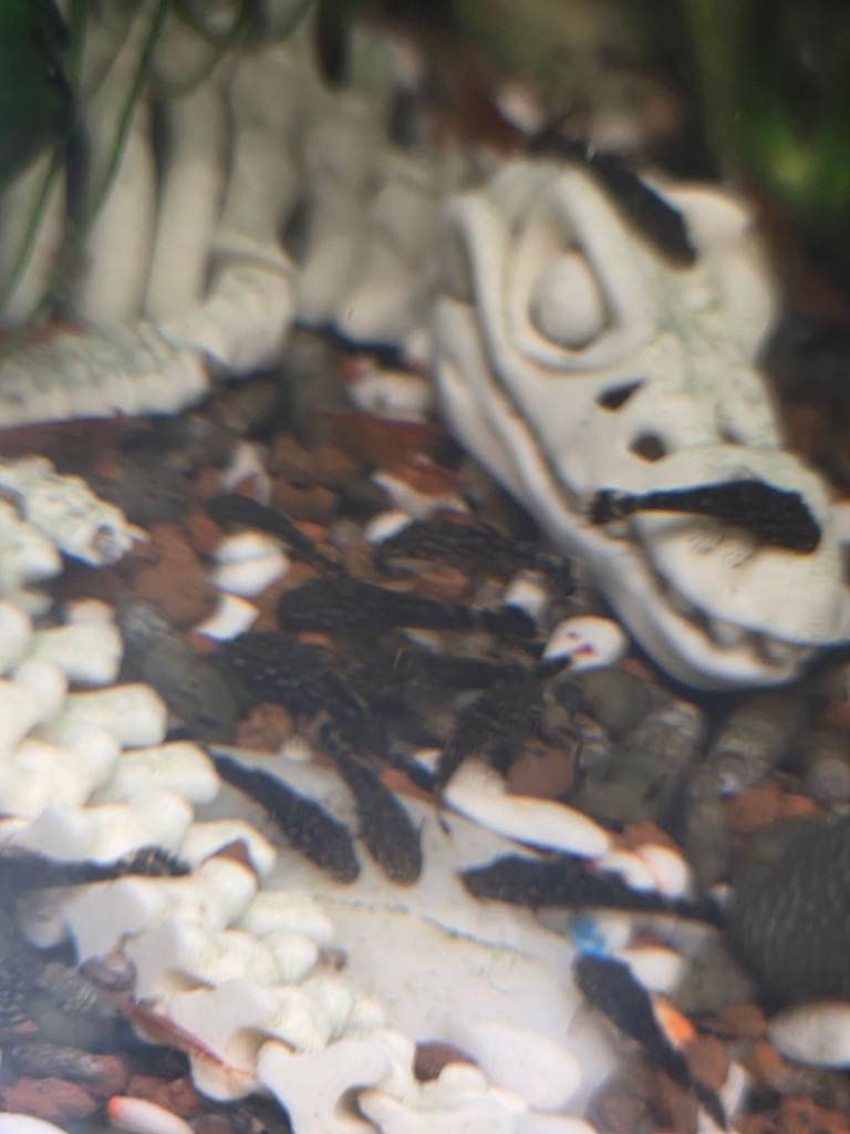 Pleco and shrimp