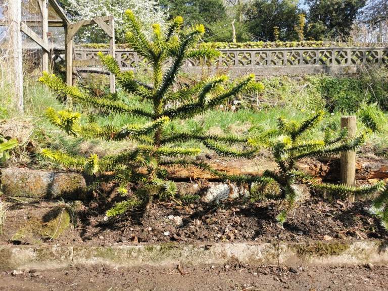Field grown Monkey Puzzle trees, various 8 to 12 years old