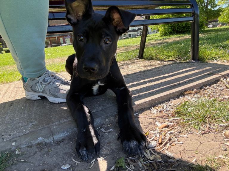 Belgian Malinois x Cane Corso Puppy