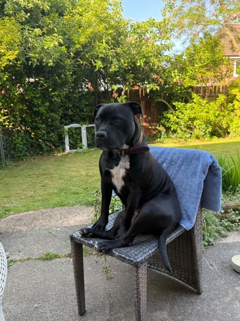 Staffy cross 