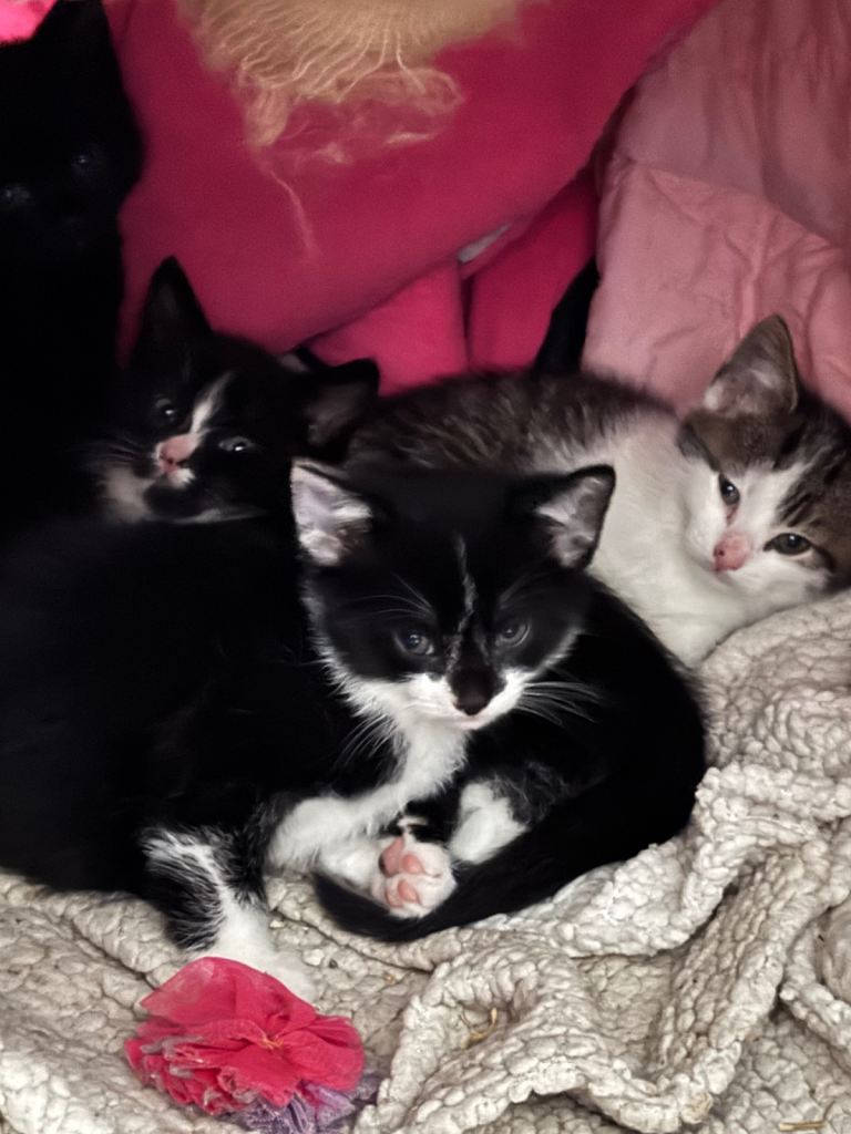 Kittens