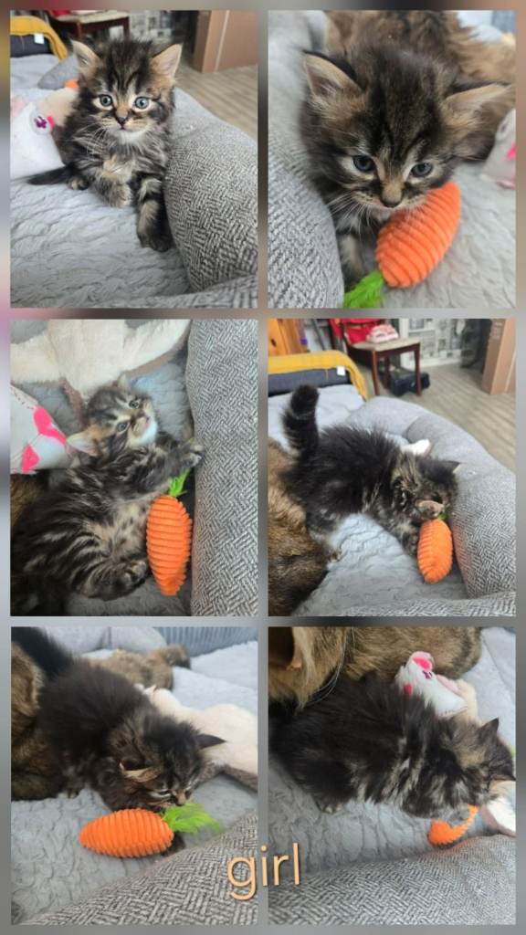 Cats for sale