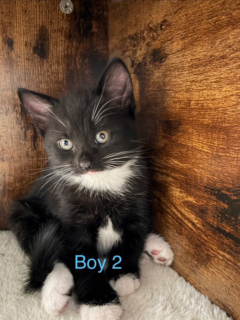 Kittens Ready to Leave Now