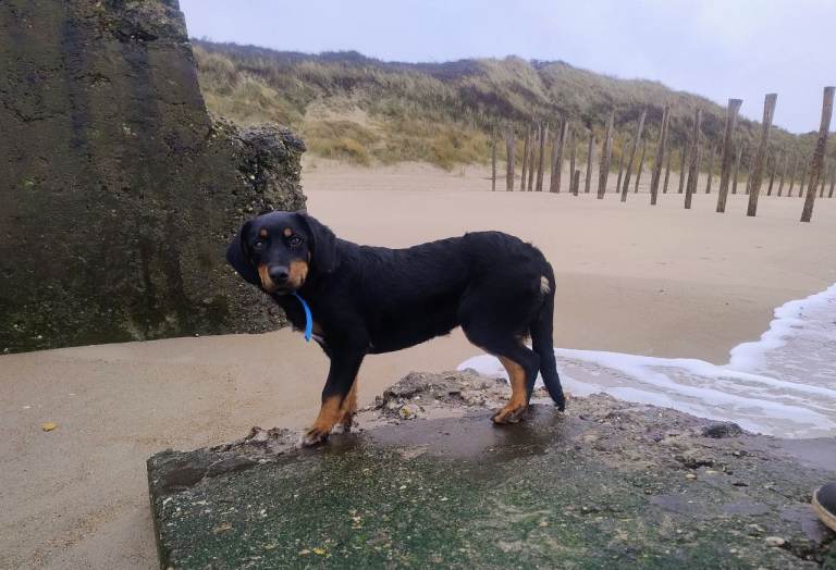 image for Mixed-Breed Female Dog for Sale – Slovak Hound × Border Collie