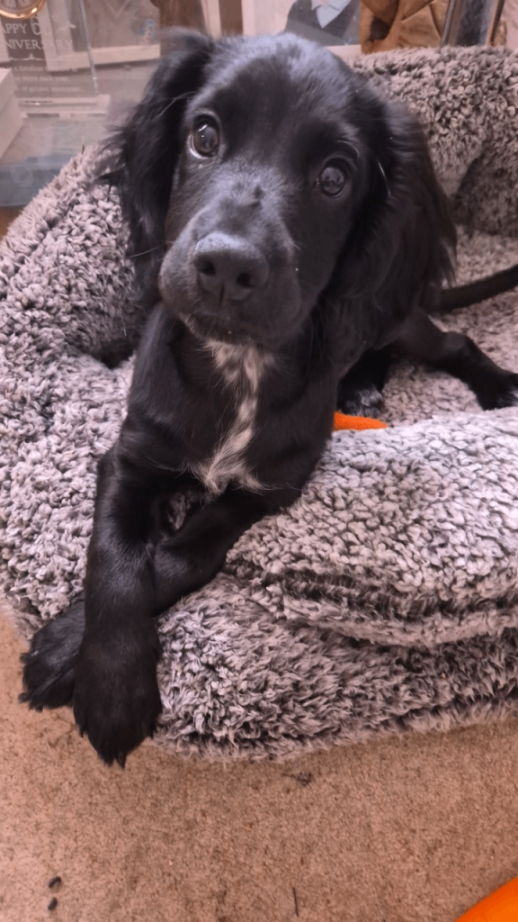 Male Cocker Spaniel 